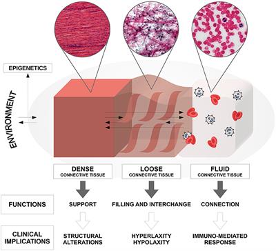 The “Connectivome Theory”: A New Model to Understand Autism Spectrum Disorders